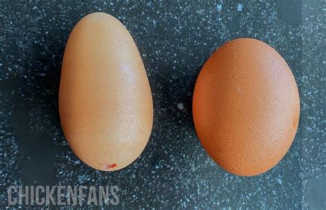 chicken egg abnormalities|Abnormal Chicken Eggs: What You Need To Know! .